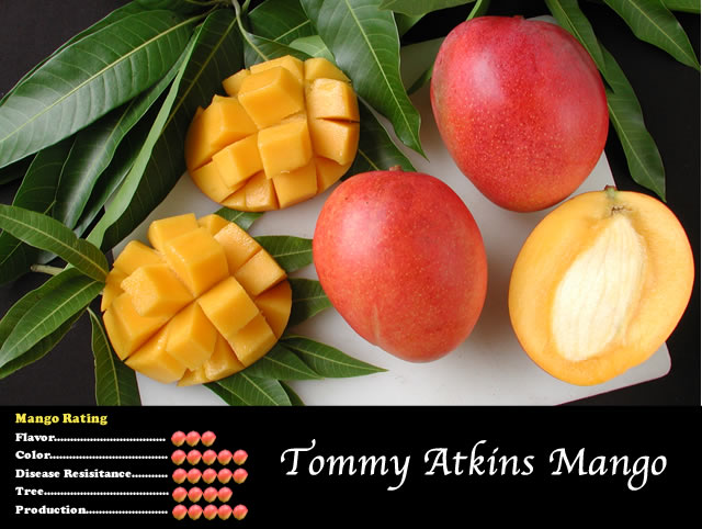 Manguier ‘Tommy Atkins’ – mangue rouge/verte très connue, fruit ferme, variété commerciale populaire – Tropico-Québec