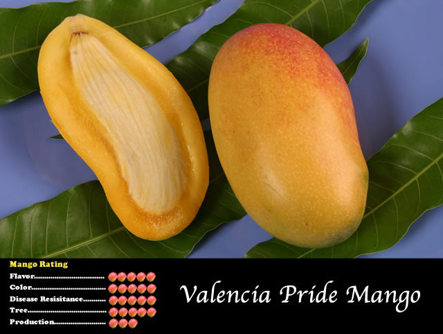 Manguier ‘Valencia Pride’ – arbre vigoureux, grosses mangues sucrées, variété très appréciée en culture chaude – Tropico-Québec