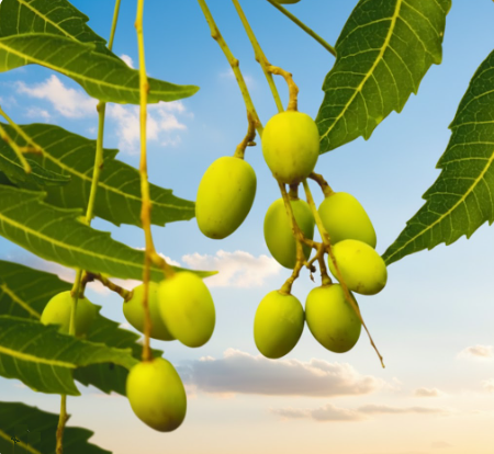Neem tree (Azadirachta indica) en pot 10" – Tropico-Québec