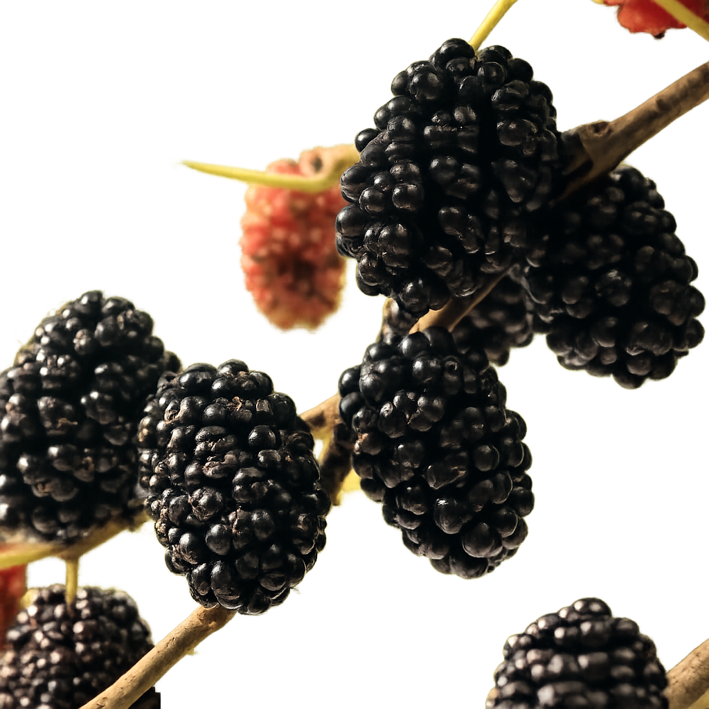 Mulberry (Morus) 'Mojo Berry' (6-12") – 4" Pot