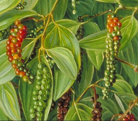 Black Pepper (Piper) (6-12") – 4" Pot