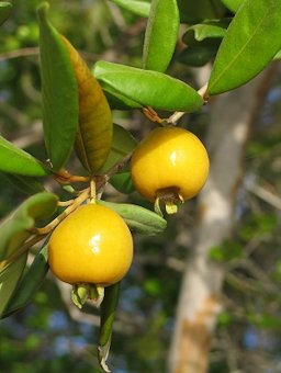 Pitomba (Eugenia luschnathiana) – petit fruitier tropical rare, fruits jaunes aromatiques, ideal en containers or greenhouses – Tropico-Québec