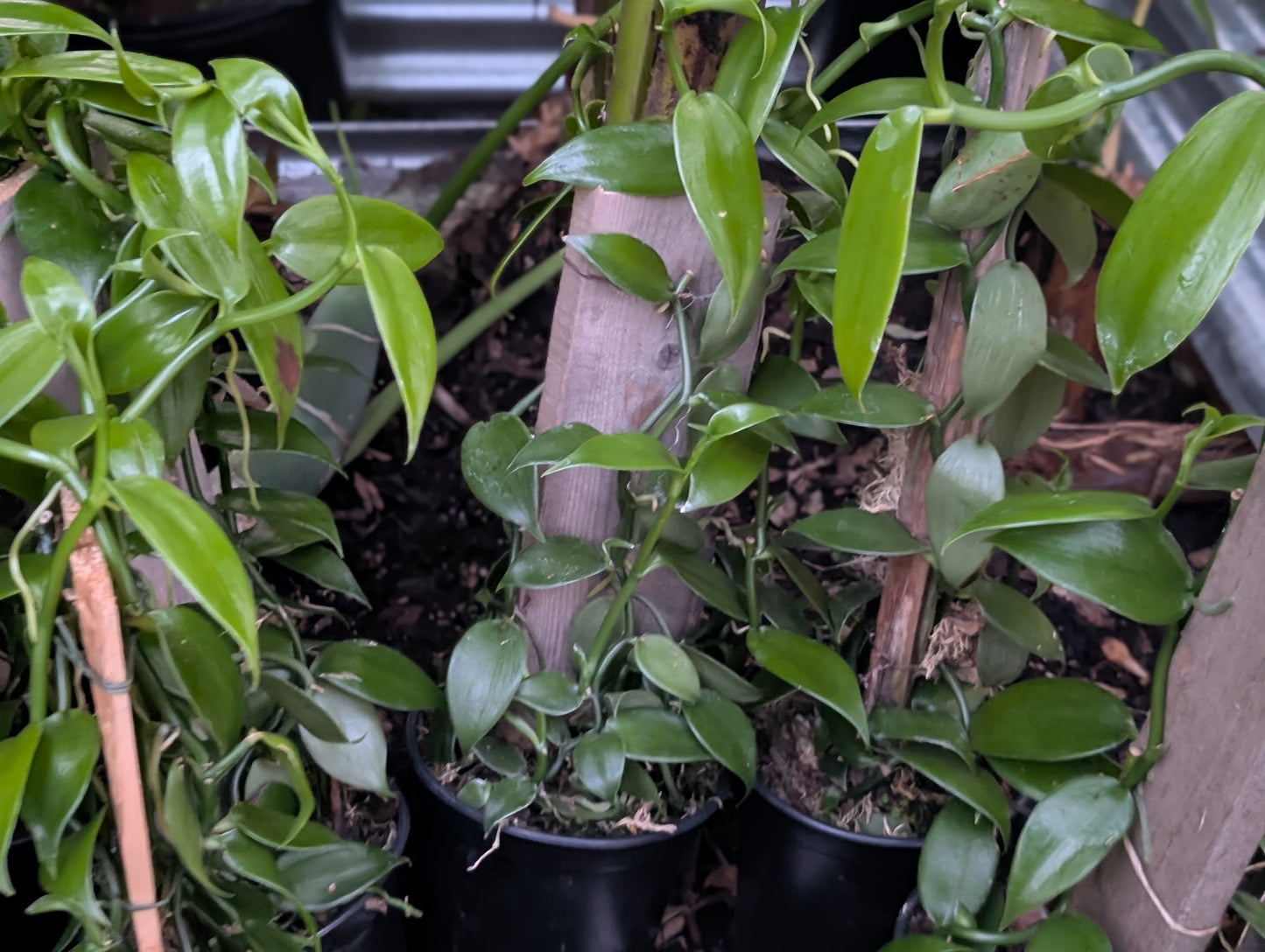 Plant de Vanille (Vanilla planifolia) – Pot 6 pouces (12–18")