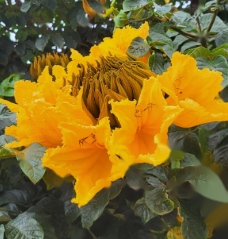 Tulipier du Gabon (Spathodea campanulata) – floraison jaune rare, grandes fleurs tropicales décoratives – Tropico-Québec