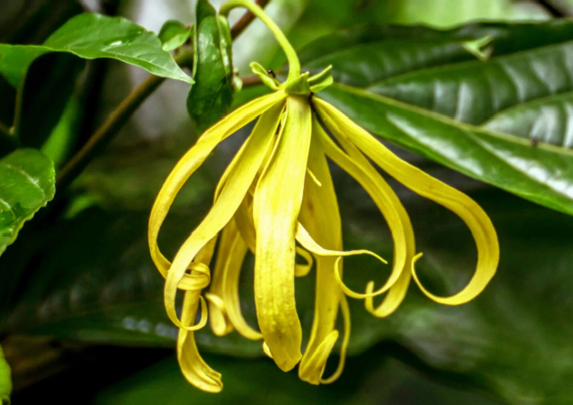 Ylang ylang (Cananga odorata) en pot 10" avec fleurs jaunes – Tropico-Québec