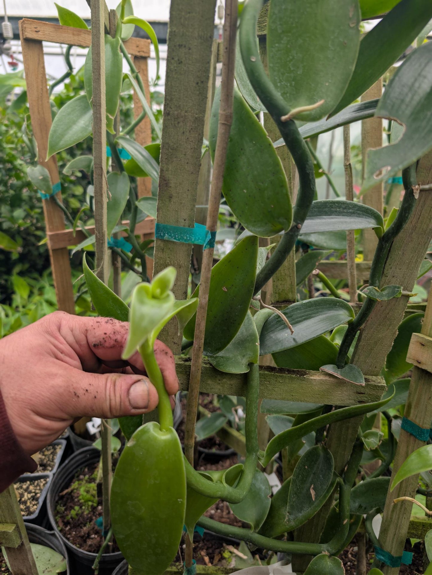 Vanilla Plant (Vanilla pompona) – 6" Pot (12–18"