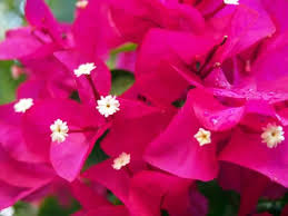 Bougainvilliers tropicaux