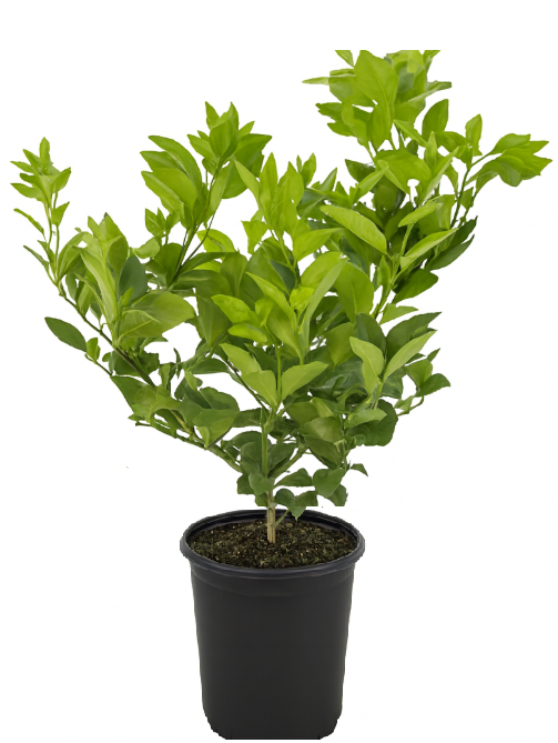 Bouture Enracinée / buisson