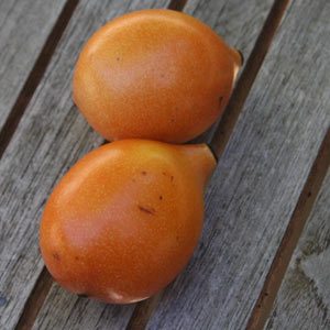 Garcinia Humilis Achacha – Pot 10"