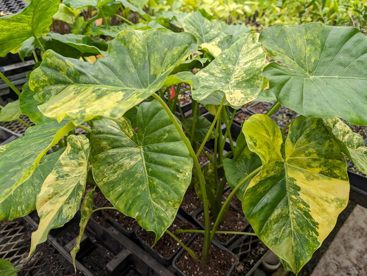 Alocasia odorata 'Yellow Variegata' – Pot 4" (6–18")