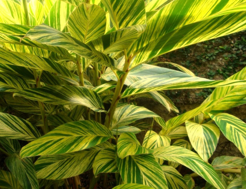 Alpinia zerumbet Variegated – Pot 4"