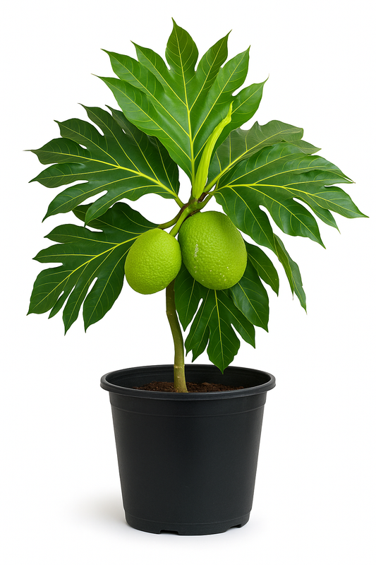 Arbre à pain ‘Ma‘afala’ (Artocarpus altilis) – Tropico-Québec