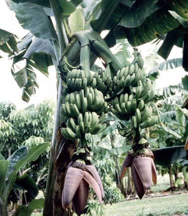 Bananier Musa ‘Double Mahoi’ – Tropico-Québec