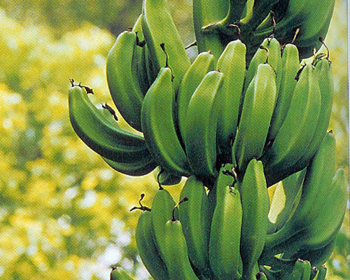 Bananier Musa 'Dwarf Orinoco' – Tropico-Québec