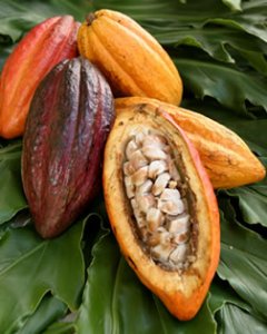 Cacaotier (Theobroma cacao) Pot 10" (24–48")
