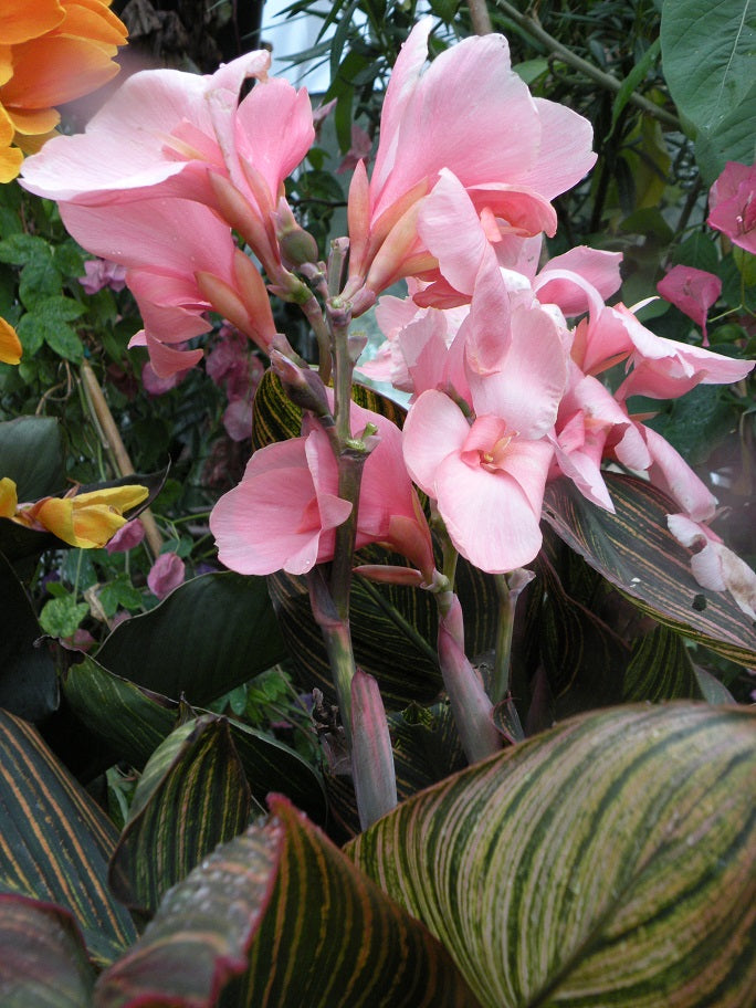 Canna 'Pink Sunburst' – Pot 4" (6–18")