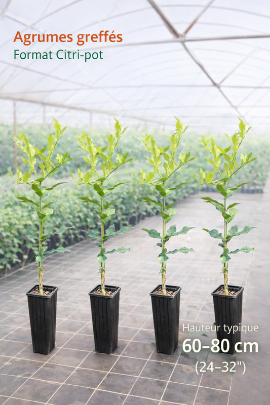Mystery Box – 4 Citrus Trees Grafted in Citri-pot