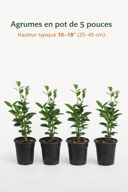 Mystery Box – 4 Citrus Plants (5" Pots)