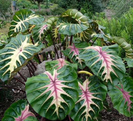 Colocasia 'Waikiki' – Pot 4" (6–18")