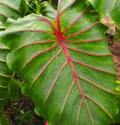 Colocasia 'Pharaoh's Mask Red' – 4" Pot (6–18")