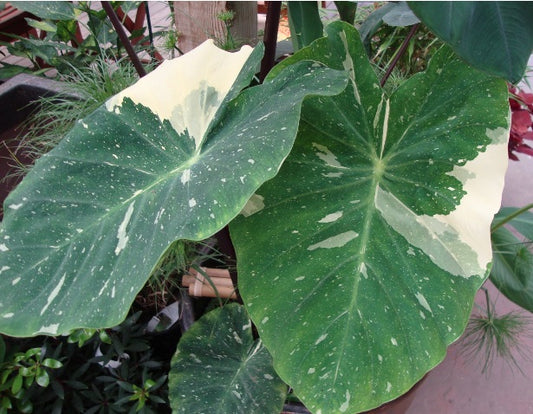 Colocasia 'Ele Paio' – Pot 4" (6–18")