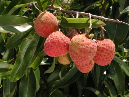 Litchi ‘Emperor’ – Tropico-Québec