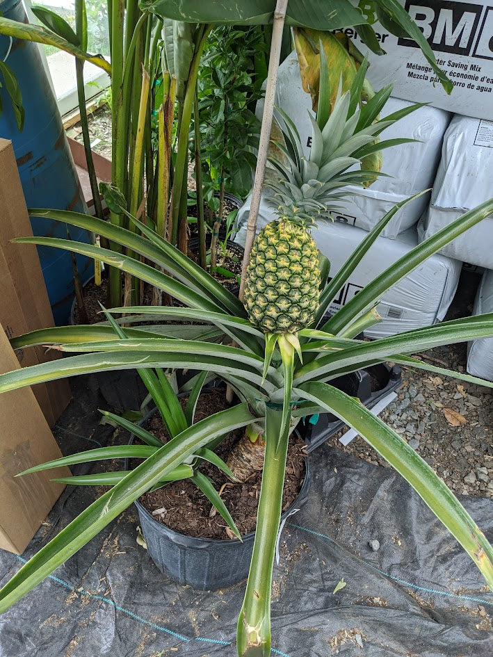 Pineapple (without fruit) – 10" pot (18-24")