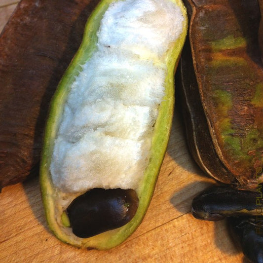 Ice Cream Bean (Inga spp.) – Tropico-Québec