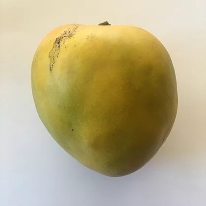 Manguier ‘Juicy Peach’ – Tropico-Québec