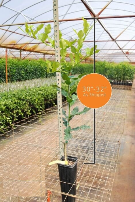 Citron Ponderosa Nain – Citri-pot (24–32″)