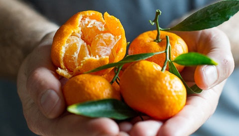 Mandarine Kishu – Citri-pot (24–32″)