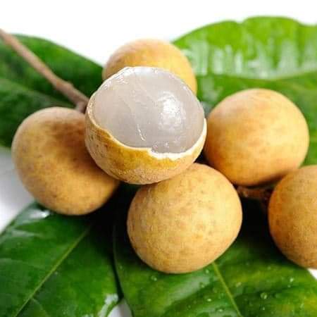 Longan ‘Biew Kiew’ (Dimocarpus longan) – Tropico-Québec