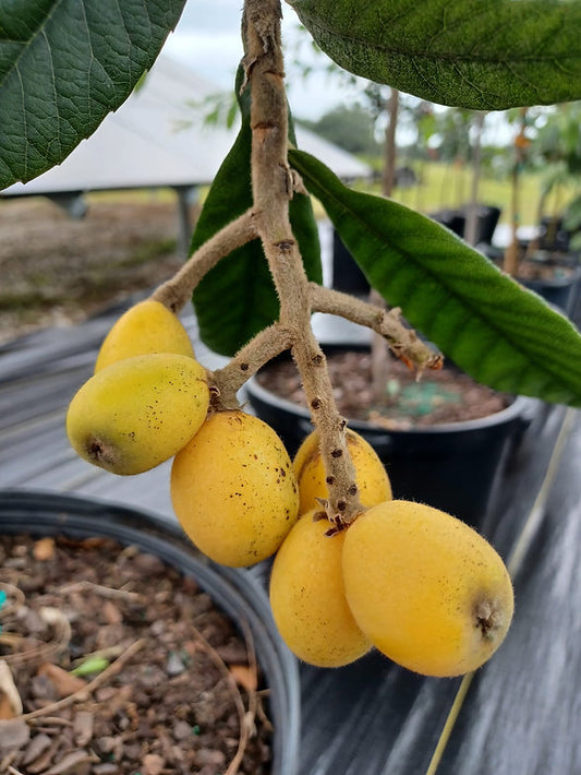 Loquat Champagne – 10" (24–48") Jar