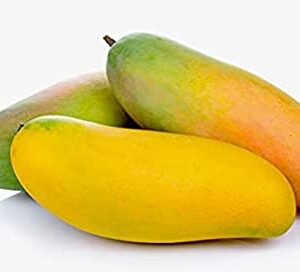 Manguier ‘Mahachanok (Mahashanook) – Tropico-Québec