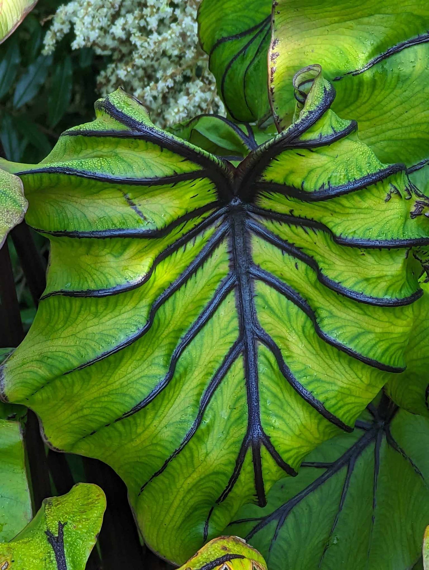 Colocasia 'Pharaoh's Mask' – Pot 4" (6–18")
