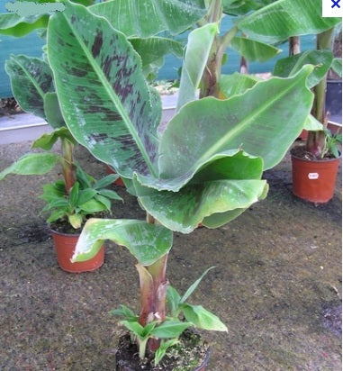 Bananier Musa 'Dwarf Cavendish' – Tropico-Québec