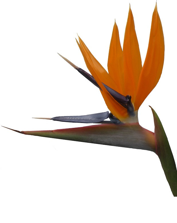 Oiseaux du Paradis (Strelitzia reginae) – Pot 8"