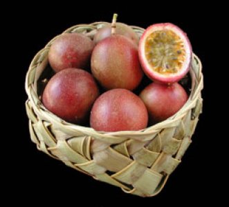 Fruit de la passion ‘Possum Purple’ – Tropico-Québec