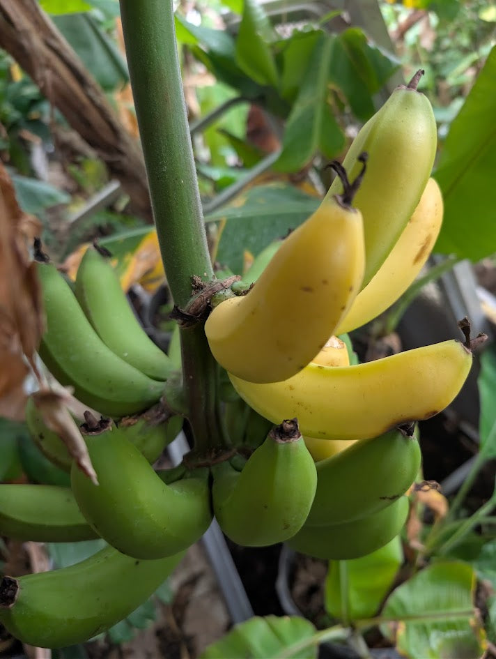 Mystery Box – 4 Edible Fruit Banana Trees (4" Pots)