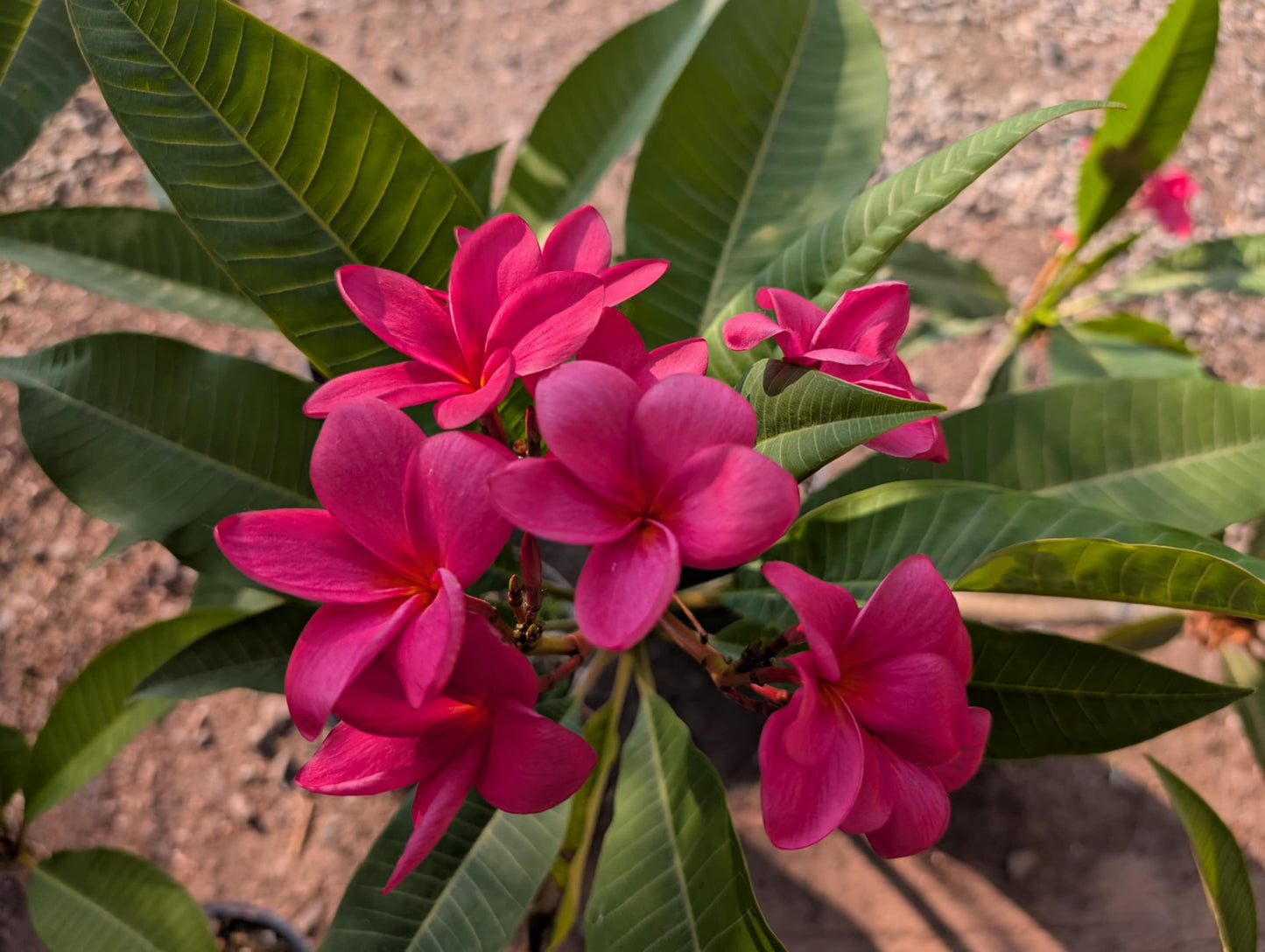 Plumeria/Frangipanier Rose – Pot 6"