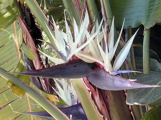 Oiseaux du Paradis (Strelitzia Nicolai) – Pot 10"