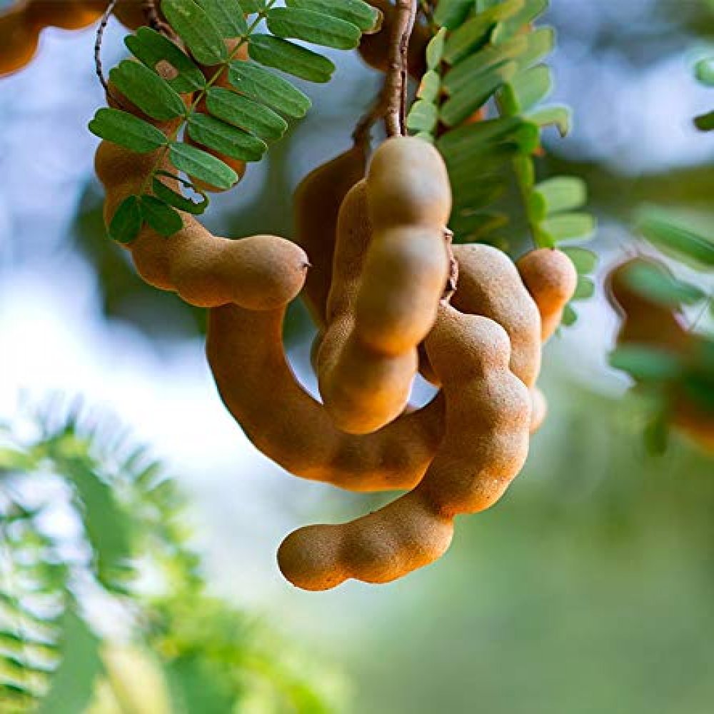 Tamarind ‘Thai Sweet’ (Tamarindus indica) – Tropico-Québec