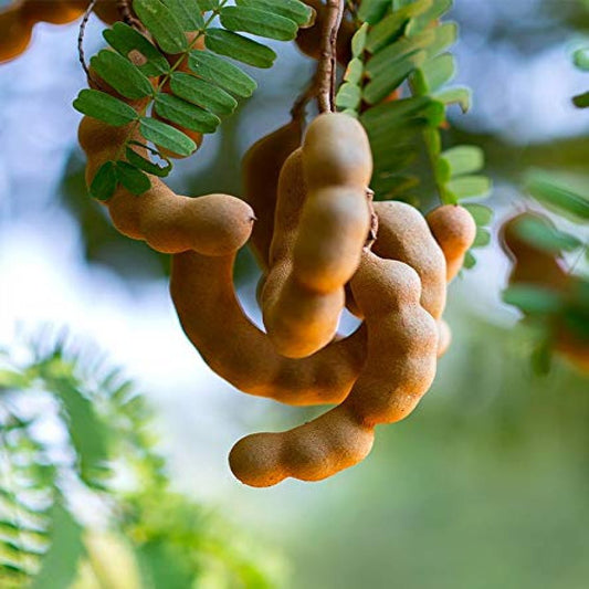 Tamarind ‘Thai Sweet’ (Tamarindus indica) – Tropico-Québec