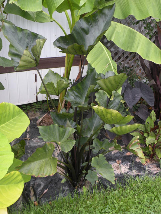 Colocasia 'Tea Cup' – Pot 4" (6–18")