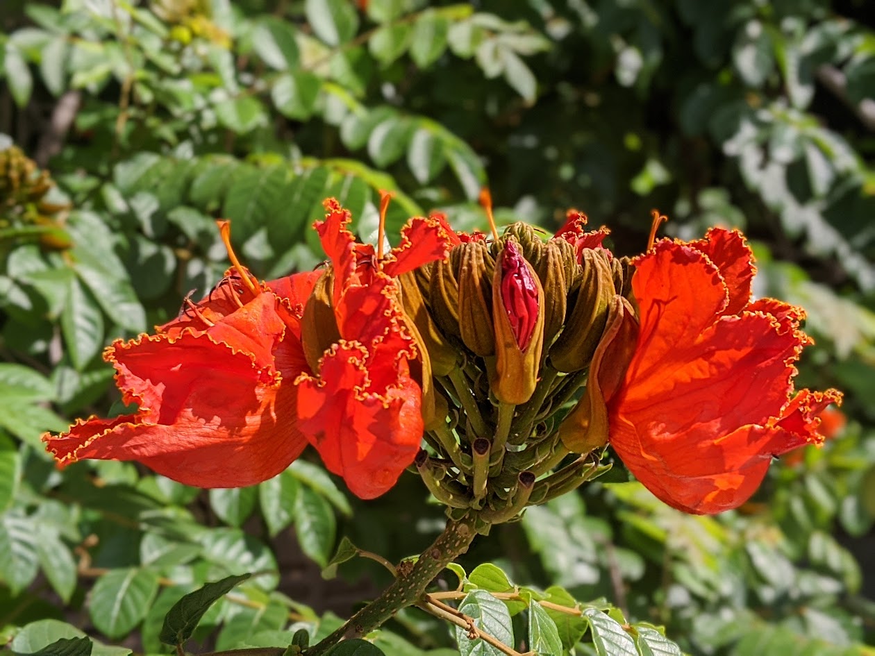 Tulipier du Gabon – Fleur orange – Pot 4" (6–18")