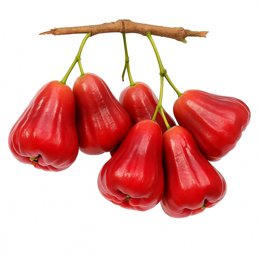 Wax jambu rouge – Tropico-Québec