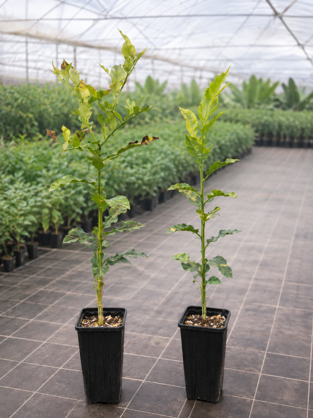 Grafted Citrus – Imperfect Plants | Mystery Lot of 2
