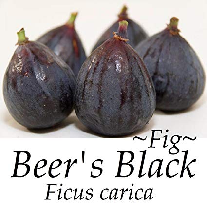 Figuier 'Beer Black' – Pot 4" (6–18")