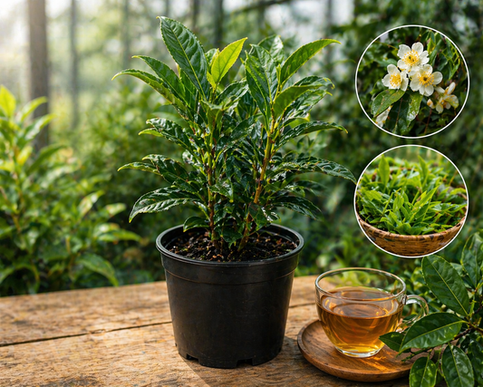 Tea Plant (Camellia Sinensis) 4" Pot (6–12")