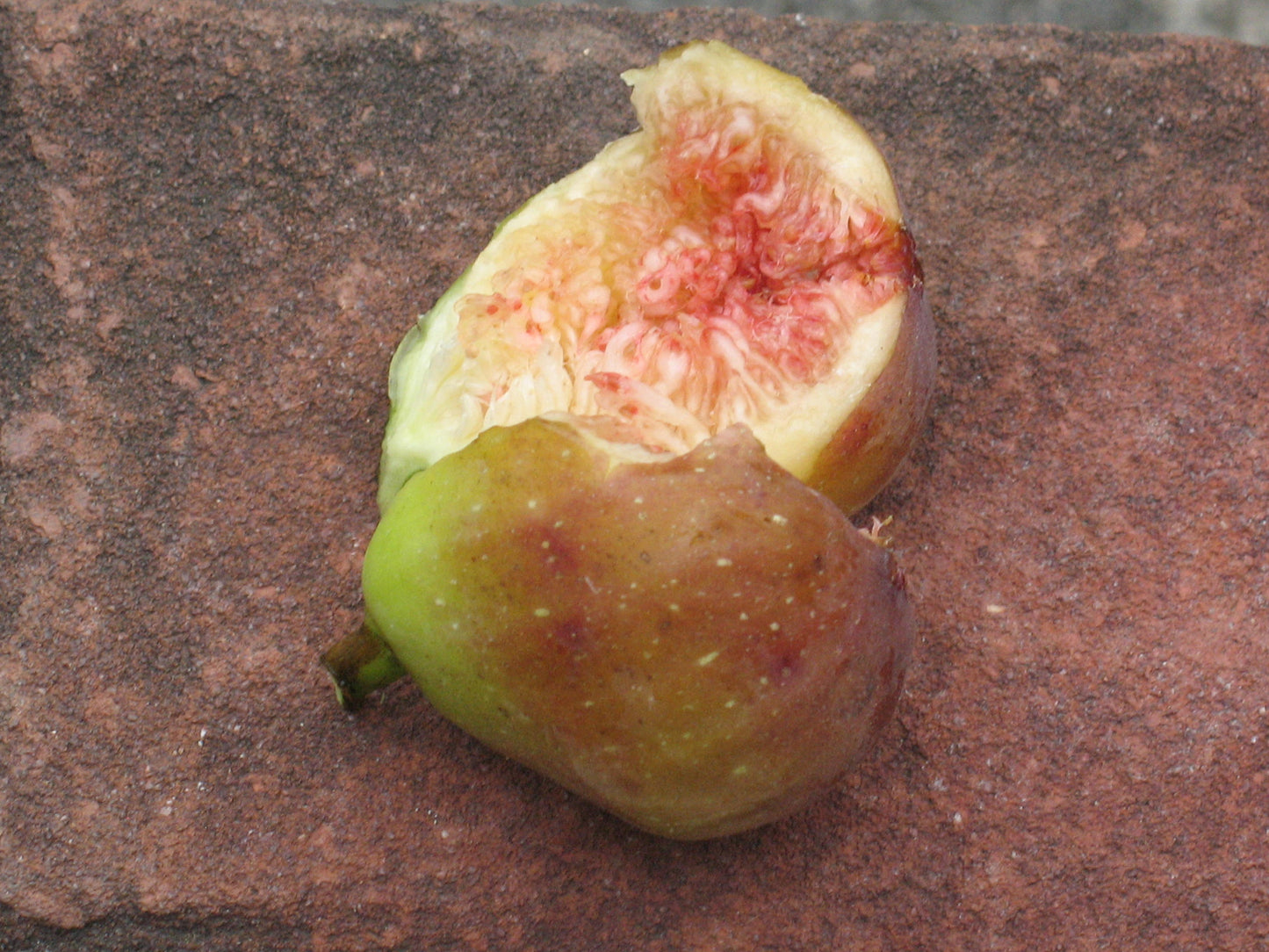 Fig tree ‘Capelas’ – 4" pot (6–18")